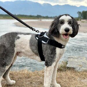 Dog Harness, No-Pull Pet Vest with 3 Leash Clips, No Choke, Reflective